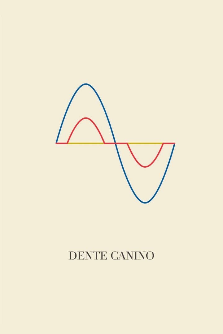 Dente Canino